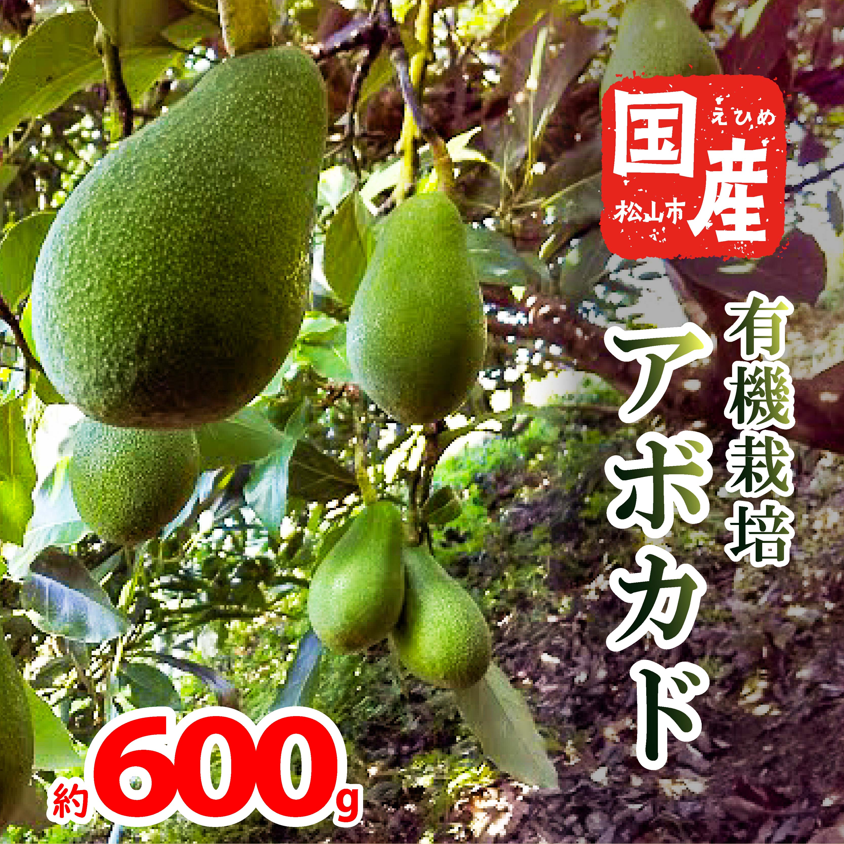 【ふるさと納税】 【家庭用】国産有機栽培アボカド 約600g 2 ～ 4 個 ＜11月下旬～発送予定＞ サラダ ..