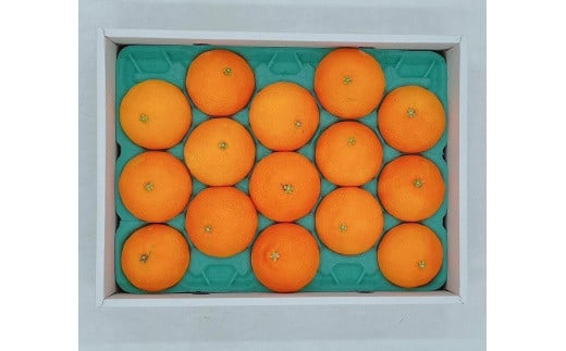 【ふるさと納税】 【11月下旬から発送】 松山市興居島産　紅まどんな　L〜3Lサイズ（ みかん 紅まどんな 高級 柑橘 フルーツ 果物 蜜柑 みかん 愛媛 フルーツ 松山 みかん フジ・アグリフーズ ）