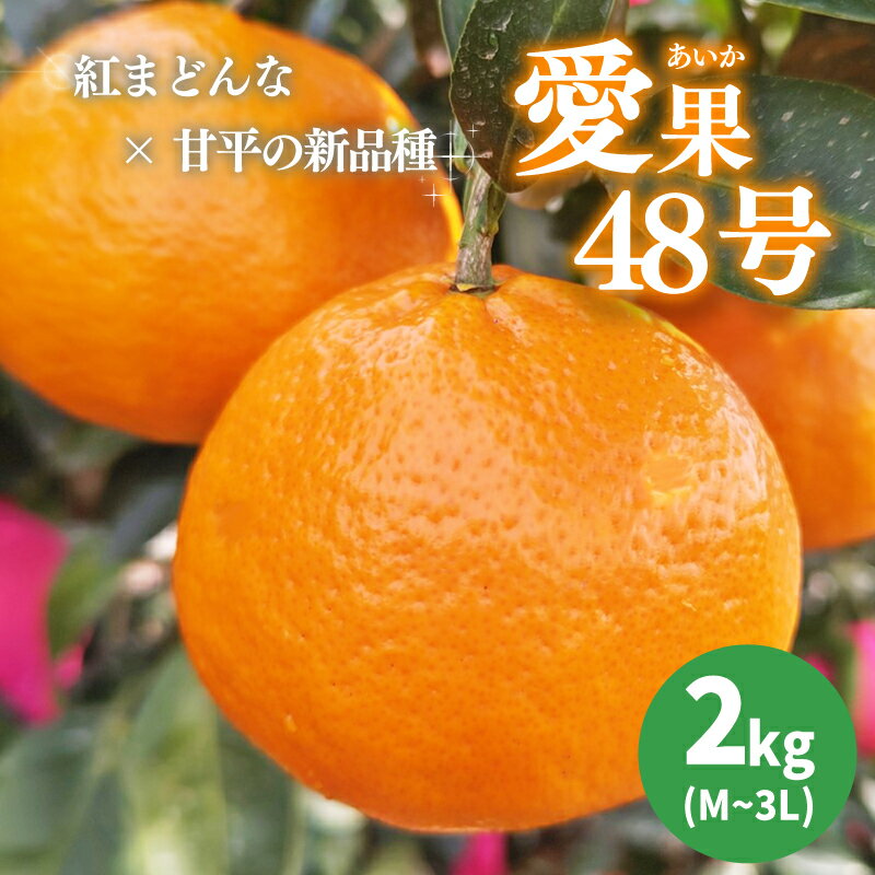 【ふるさと納税】 【3月下旬から発送】 あいか 愛果48号 2kg 家庭用 期間限定 愛媛県産 みかん 蜜柑 オレンジ 柑橘 果物 フルーツ 家庭用 おすすめ 愛媛県 松山市