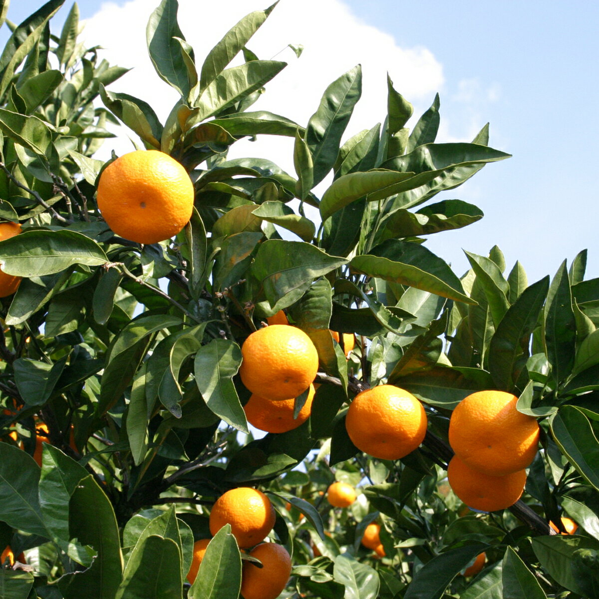 愛媛県松山市の画像3