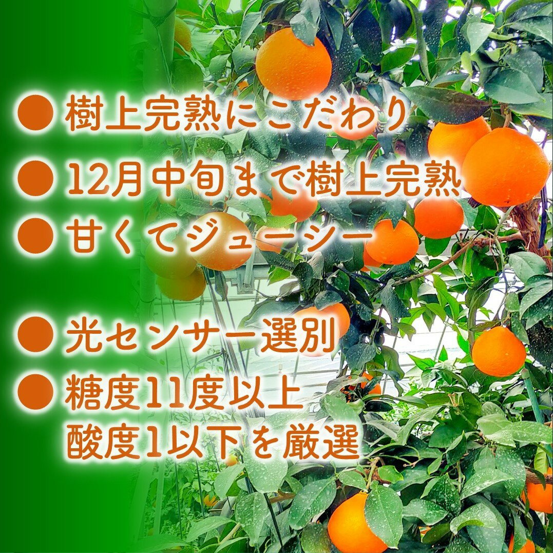 【ふるさと納税】 【来年度先行予約品】完熟 愛果 28号 秀品 3.1kg (10～13個) 光センサー選別 糖度11度以上 【2024年12月上旬～2025年1月発送】 柑橘 果物 フルーツ あいか 愛果 みかん まどんな 松山市 愛媛県