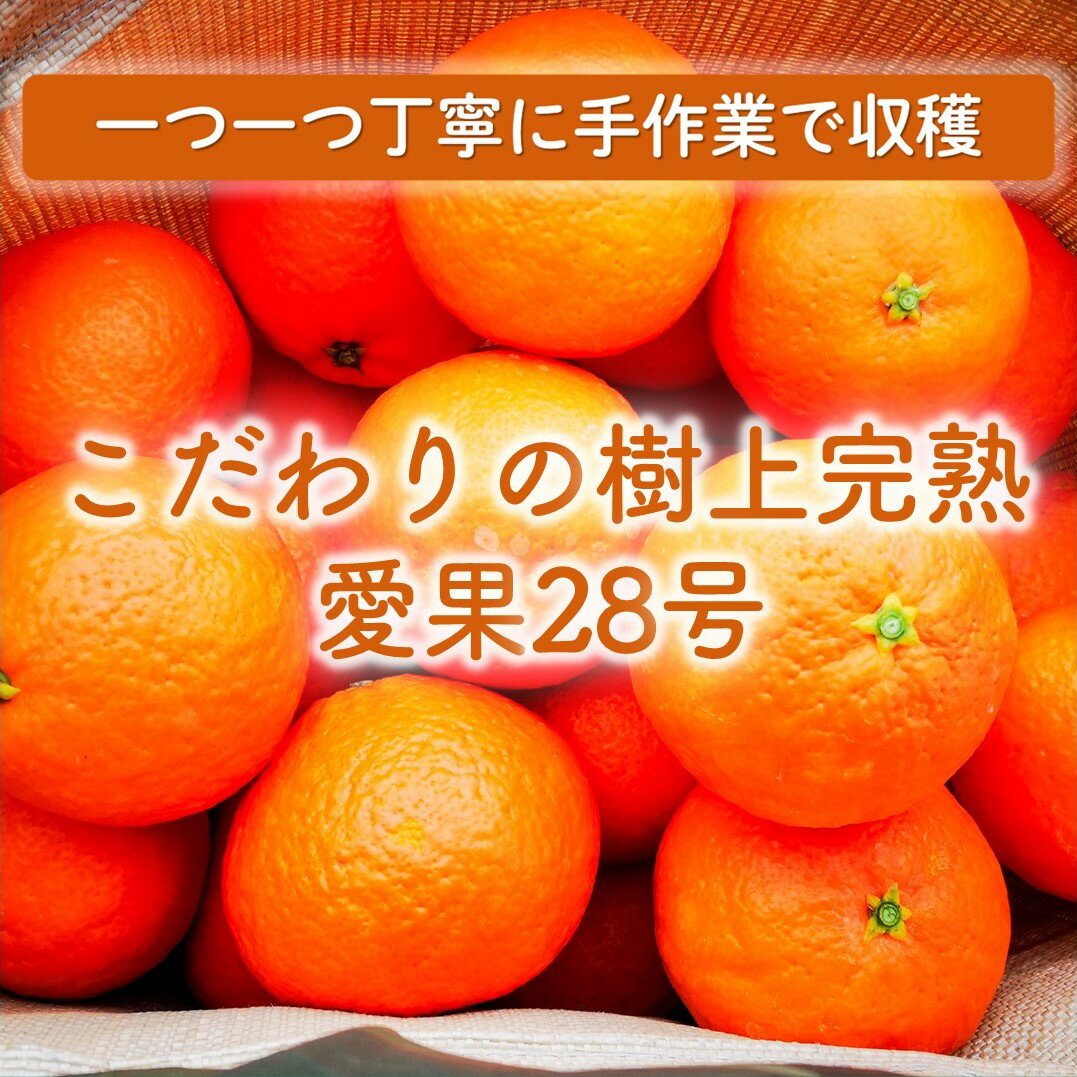 【ふるさと納税】 【来年度先行予約品】 訳あり 家庭用 愛果28号 3.1kg (8～18個) 光センサー選別 【2024年12月上旬～2025年1月ごろ発送】 訳あり 不揃い 柑橘 果物 フルーツ あいか みかん 松山市 愛媛県