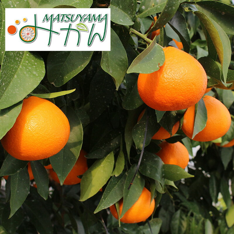 【ふるさと納税】【 2025年 先行予約 】農家直送 あいか 3kg 贈答用 紅まどんな と同種 みかん 【訳あり】名前だけが訳あり愛媛 松山 フルーツ 果物 くだもの 3キロ 数量 期間限定 送料無料 松山市 愛媛県 お歳暮 柑橘 みかん フルーツ 果物 みかん ランキング