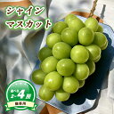 【ふるさと納税】 【7月下旬頃から発送】 シャインマスカット 約1.1kg ( 2~3房 ) / 約1.6kg ( 3~4房) 数量選択可 贈答用 | ぶどう ...