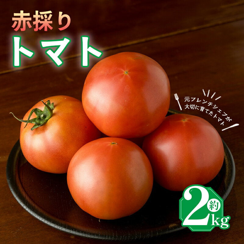 トマト 2kg 甘みと酸味の絶妙なバランスの麗月トマト 赤採れ moto farm | トマト とまと 野菜 産地直送 数量限定 完熟 赤採れ とまと2kg 愛媛 松山