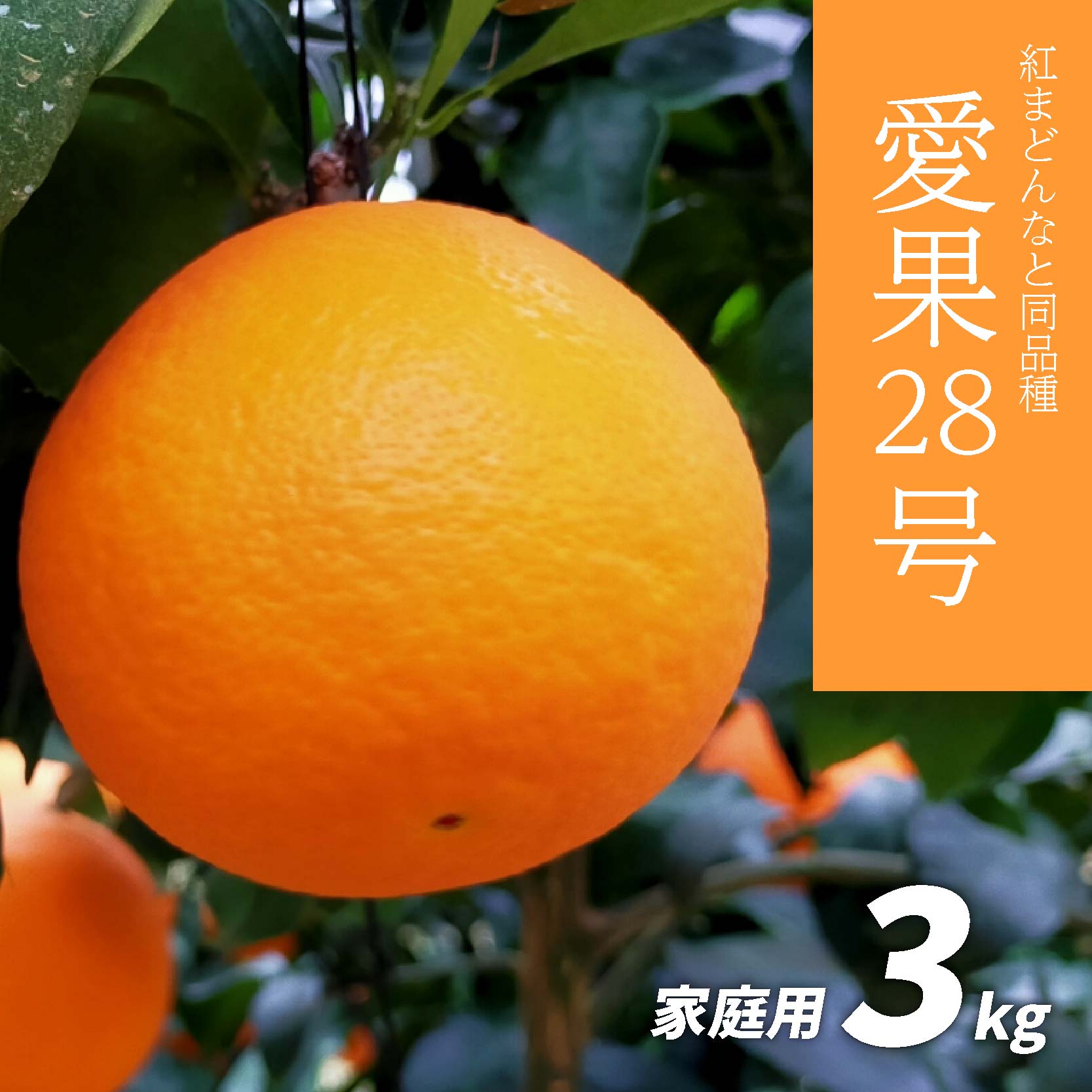 【ふるさと納税】 【先行予約】愛果28号 家庭用 3kg 先行予約 愛媛 柑橘 果物 くだもの フルーツ お取り寄せ グルメ 期間限定 人気 おすすめ 愛媛県 松山市 紅まどんな と同品種のサムネイル