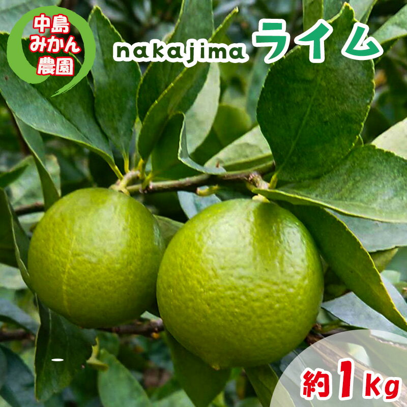 [2025年10月から発送]ライム 1kg 中島みかん農園|柑橘 果汁酸味 果物 くだもの 果実 国産 フルーツ 有名 愛媛 松山 瀬戸内 ビタミン 美味しい 生産者 直送 産直 無添加 ライムサワー ジュース チューハイ