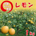 9位! 口コミ数「0件」評価「0」 レモン 1kg 【2023年10月～6月発送】柑橘 みかん 檸檬 果物 くだもの 果実 国産 フルーツ 有名 愛媛 はちみつレモン 瀬戸内･･･ 