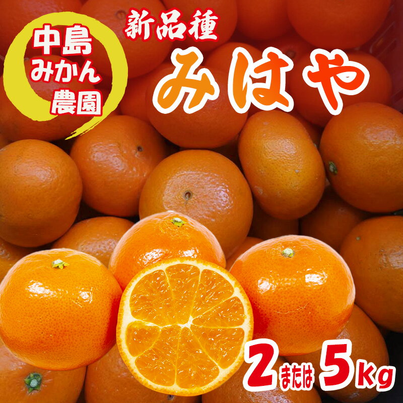 [2025年12月から発送] みはや 家庭用 2kg または 5kg 新品種 紅いダイヤ 数量選択可 中島みかん農園|先行予約 みかん 蜜柑 柑橘 甘い 中島 温州 数量 限定 愛媛 松山