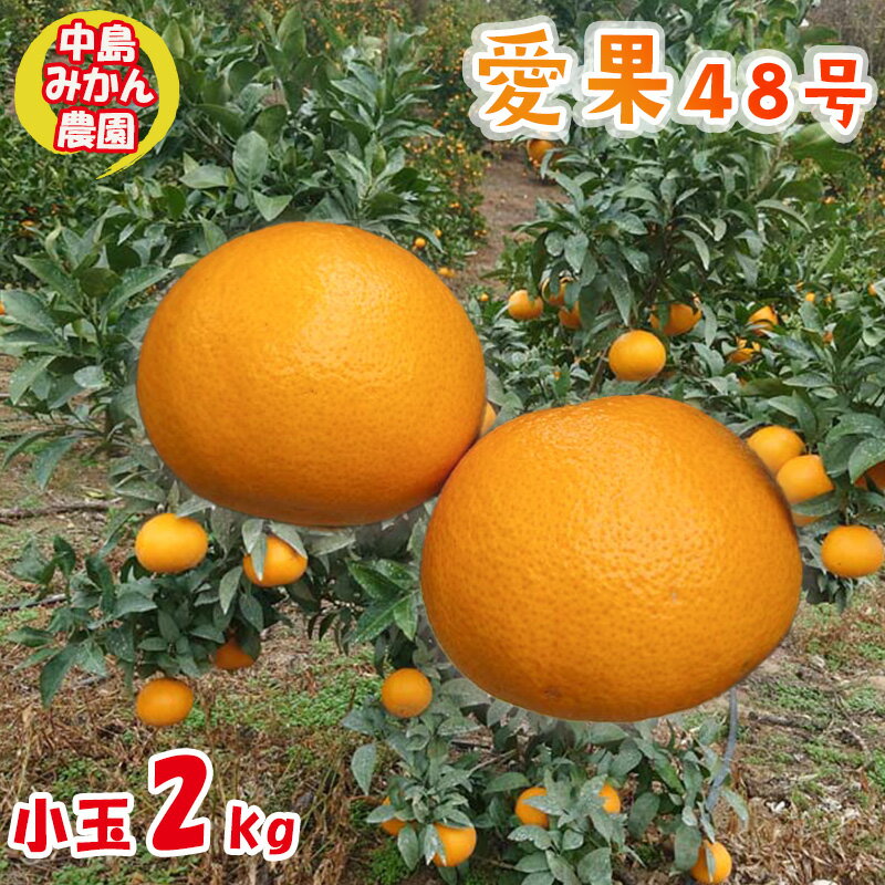【ふるさと納税】【2025年3月から発送予定】 愛果48号 小玉 2kg 愛媛県 中島産 |あいか 家庭用 先行予約 高級 蜜柑 ミカン みかん ジューシー 甘い 柑橘 人気 お取り寄せ 期間 数量 限定 愛媛 松山のサムネイル