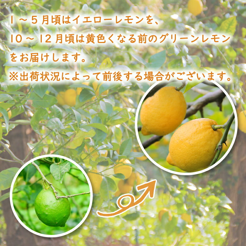【ふるさと納税】 【10月から発送】 レモン 2kg / 5kg / ( 14 -18玉 ) / ( 35 - 45玉 ) 檸檬 数量限定 愛媛県産 松山市 中島