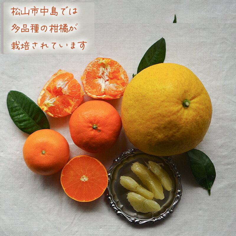 【ふるさと納税】 【12月から発送】みかん 柑橘 定期便 全4回 2kg × 4回 計8kg または 5kg × 4回 計20kg 品種おまかせ | 家庭用 みかん 温州 蜜柑 ミカン 果物 フルーツ 定期便 旬 季節限定 数量限定 柑橘定期便 フルーツ定期便 愛媛県 松山市 中島 NPO法人農音