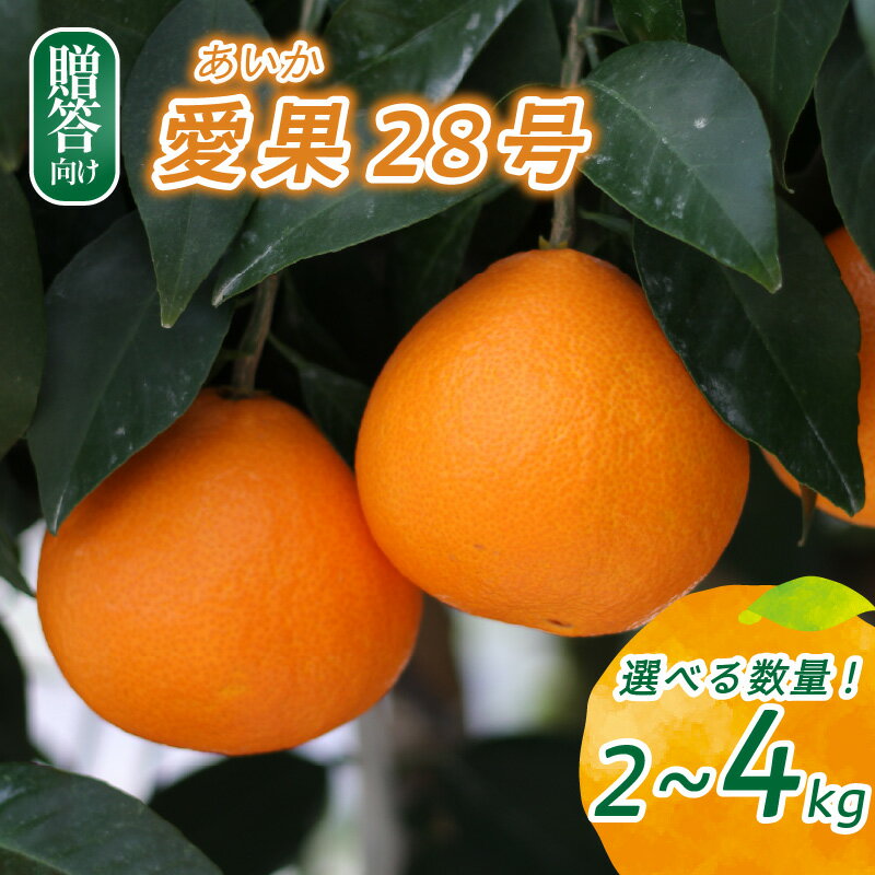 愛果28号 贈答用 2kg / 4kg [2025年12月頃から発送] | 紅まどんな と同品種 まどんな 数量選択可 あいか みかん 数量限定 みかん 愛媛県産 みかん 愛果28号 松山市 みかん 中島 みかん 愛果28号 みかん 蜜柑 愛果28号 ミカン みかん 旬 愛果28号