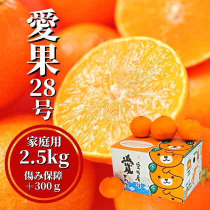 【早期予約受付中！2024年12月～順次発送】【愛果28号】約2.5kg＋傷み保障300g（ご家庭用）| 愛果28号 まどんな 柑橘 みかん 果物 くだもの フルーツ おすすめ 高級 人気 お取り寄せ グルメ ギフト 期間限定 数量限定 ご当地 愛媛県 松山市