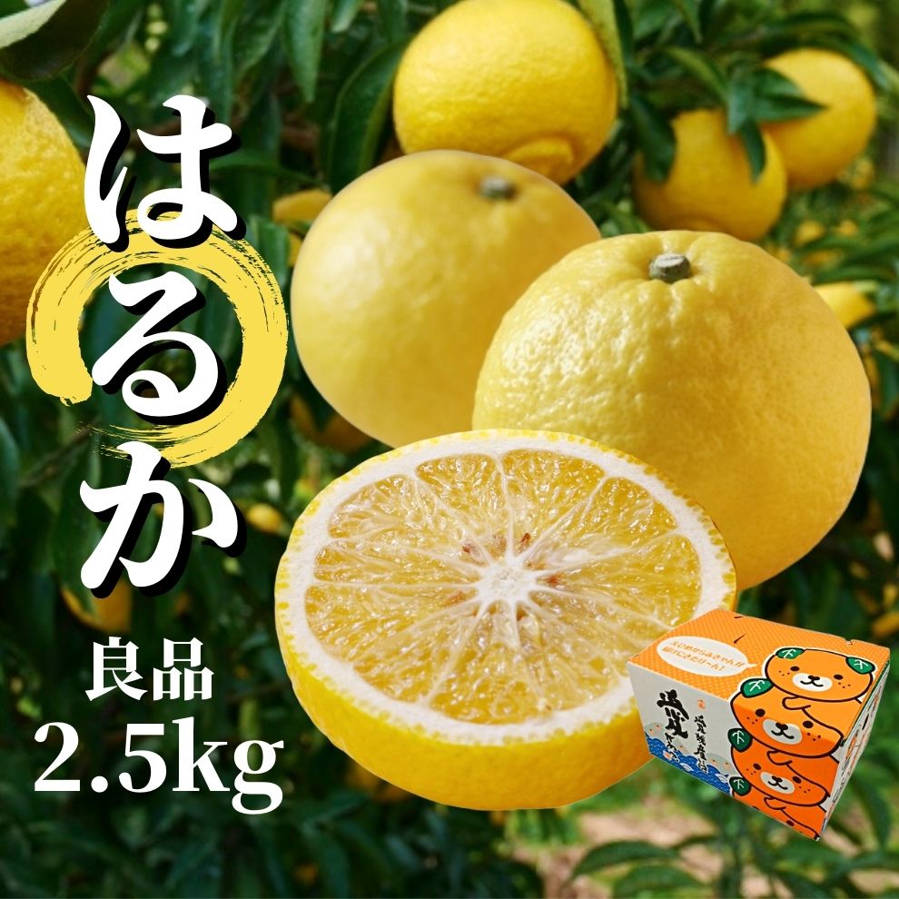 はるか 良品 約2.5kg [2026年2月から3月中旬頃発送] | 愛媛 みかん 先行予約 蜜柑 柑橘 果物 くだもの フルーツ お取り寄せ グルメ 期間限定 数量限定 人気 おすすめ 愛媛県 松山市