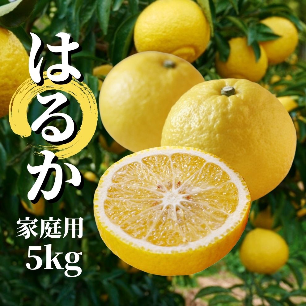 【ふるさと納税】【 はるか 】家庭用 約5kg ＜2024年2月から3月中旬頃発送＞ 愛媛 みかん 先行予約 蜜柑 柑橘 果物 くだもの フルーツ お取り寄せ グルメ 期間限定 数量限定 人気 おすすめ 愛媛県 松山市