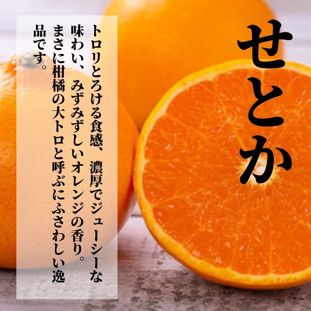 【ふるさと納税】 プレミアム【せとか】 化粧箱入 ＜2026年2月から3月頃発送＞ | 愛媛 みかん 先行予約 蜜柑 柑橘 果物 くだもの フルーツ お取り寄せ グルメ 期間限定 数量限定 人気 おすすめ 愛媛県 松山市
