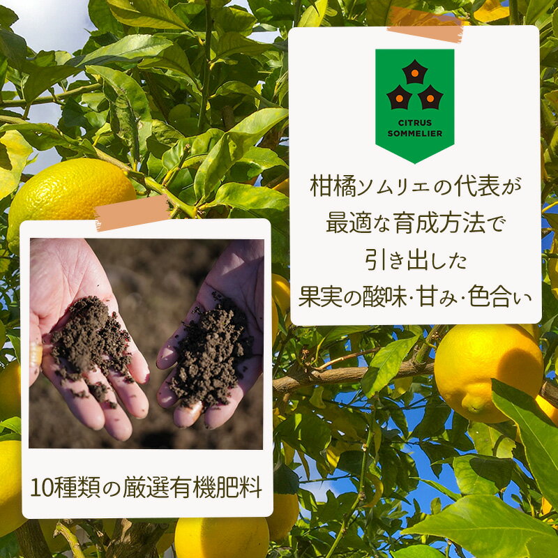 愛媛県松山市の画像3