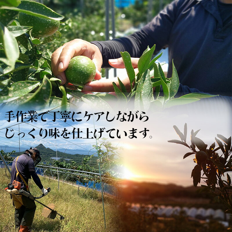 【ふるさと納税】 【1月下旬から発送予定】 甘平 家庭用 約 2.5 kg Sから4Lサイズ混合 | 柑橘 みかん 蜜柑 果物 くだもの フルーツ おすすめ 国産 高級 人気 お取り寄せ グルメ ギフト 期間限定 数量限定 ご当地 愛媛 松山 蓮果園