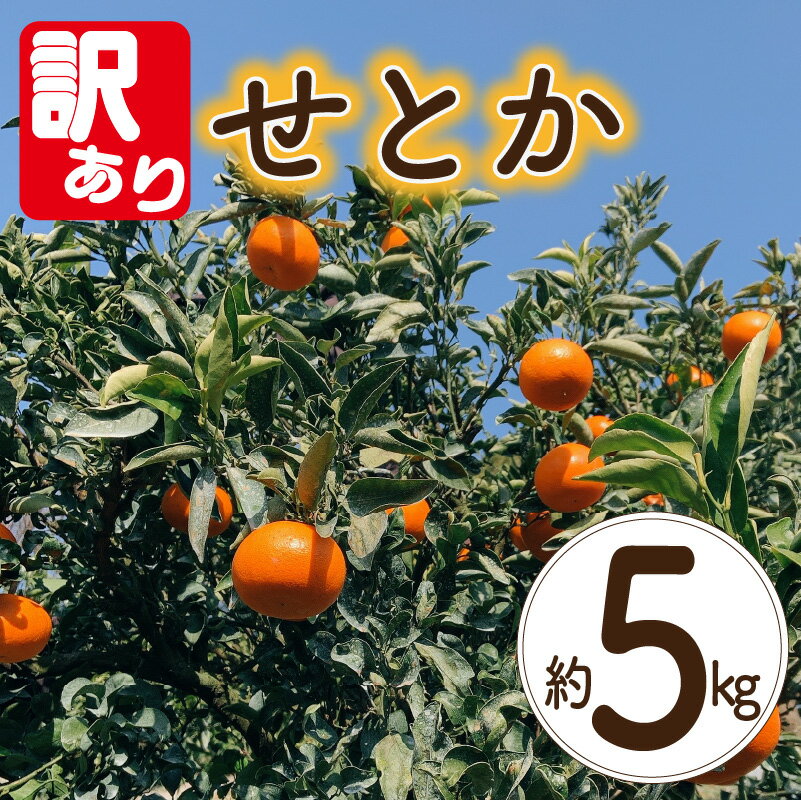 【ふるさと納税】 【訳あり】 せとか 約5kg 【3月上旬~3月下旬頃発送予定】 | せとか みかん 柑橘 セ...