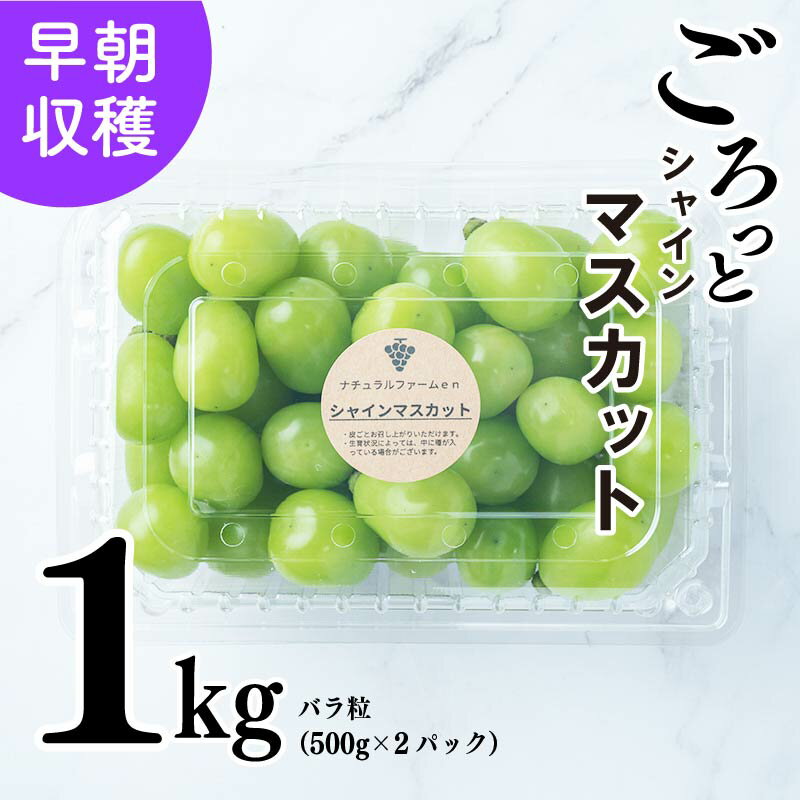 yӂ邳Ɣ[Łz y2024ns\z VC}XJbg 1kg o 500g 2pbN  V lC \ t[c  }XJbg Ԃǂ  n ̂ Mtg  8/20`\ i`t@[en