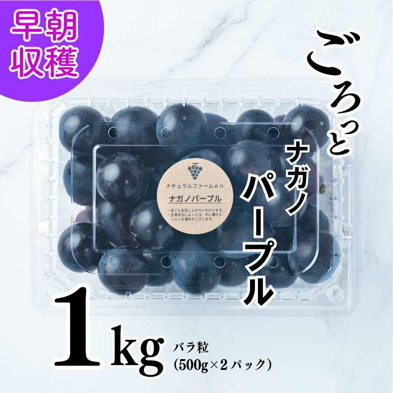 [2024収穫分先行予約] ぶどう ナガノパープル 1kg バラ粒 500g 2パック 小分け 新着 人気 予約 フルーツ くだもの マスカット ぶどう 早朝 収穫 朝採れ ギフト 贈答 ※8/15頃〜発送予定 ナチュラルファームen