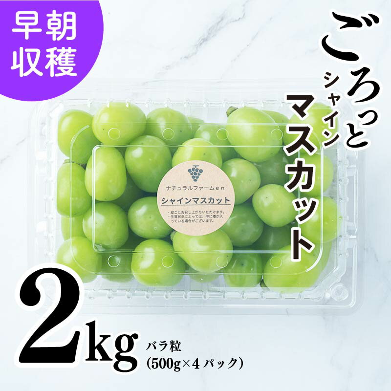 ・ふるさと納税よくある質問はこちら ・寄付申込みのキャンセル、返礼品の変更・返品はできません。あらかじめご了承ください。 ・ご要望を備考に記載頂いてもこちらでは対応いたしかねますので、何卒ご了承くださいませ。 ・寄付回数の制限は設けておりません。寄付をいただく度にお届けいたします。 商品概要 先行予約分のお申込み開始は2024年2月1日〜 規定数量になり次第一旦終了 ※青果物のため実りを確認しながら再度お申し込み再開予定あり 愛媛県松山市の山間部・伊台地区で根域制限栽培という特別な栽培方法で育てられた、 シャインマスカットをたっぷり2kgご用意しました。 甘くて爽やかな香りのシャインマスカットは、 皮ごと食べられ、大人から子供まで大人気の品種です。 早朝収穫した新鮮なシャインマスカットを粒に切り落とし、500gずつパックに詰めました。 お裾分けや手土産にも便利にお使いいただけます。 当園のこだわりぶどう、是非ご賞味ください。 ※お申込内容の不備や、長期ご不在により、謝礼品が発送元へ返送された場合の、再発送は致しかねます。 事業者　：ナチュラルファームen 連絡先　：070-2615-9584 内容量・サイズ等 シャインマスカット バラ粒(500g×4パック)2kg 賞味期限 到着より5日程度 ＜保存方法＞冷蔵庫で保存してください。 配送方法 冷蔵 配送時期 2024年8月20日〜順次発送 名称 シャインマスカット バラ粒(500g×4パック)2kg 産地名 愛媛県 事業者情報 事業者名 ナチュラルファームen 連絡先 070-2615-9584 営業時間 10:00-16:30 定休日 土曜・日曜・祝祭日・年末年始旬のぶどう その他の返礼品はこちらから