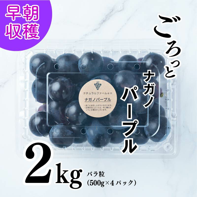 37位! 口コミ数「1件」評価「5」 【2024収穫分先行予約】 ぶどう ナガノパープル 2kg バラ粒 500g 4パック 小分け 新着 人気 予約 フルーツ くだもの マス･･･ 