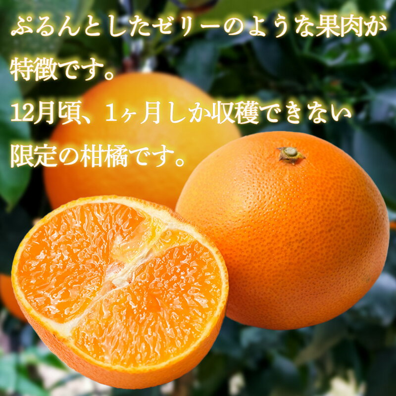 愛媛県松山市の画像2