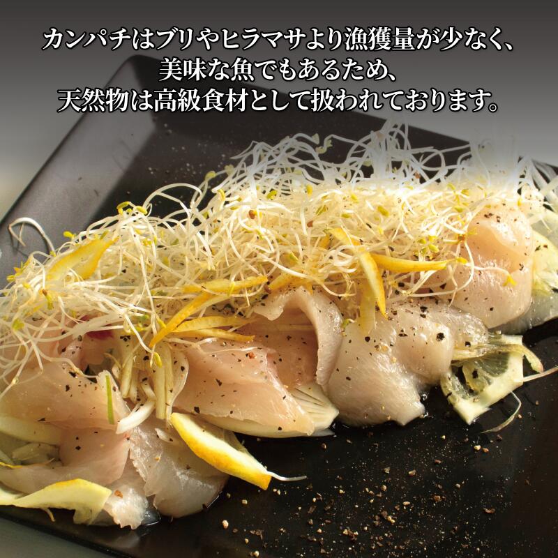 【ふるさと納税】 かんぱち フィレ 半身1枚（約0.9～1.3kg） または1尾分（約1.8～2.6kg） カンパチ 勘八 魚 鮮魚 刺身 活じめ 神経抜き 高級 お取り寄せ 海鮮 寿司種 しゃぶしゃぶ 照り焼き 塩焼き グルメ 人気 おすすめ 産地直送 冷蔵 贅沢 ギフト 送料無料 愛媛県 松山市