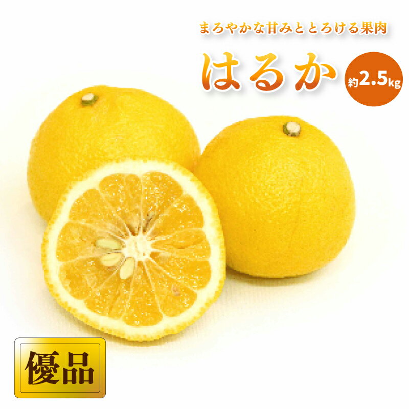 [先行予約] [2026年2月中旬から発送] はるか [ 優品 ]約 2.5kg | 愛媛 みかん 先行予約 蜜柑 柑橘 果物 くだもの フルーツ お取り寄せ グルメ 期間限定 数量限定 人気 おすすめ 愛媛県 松山市