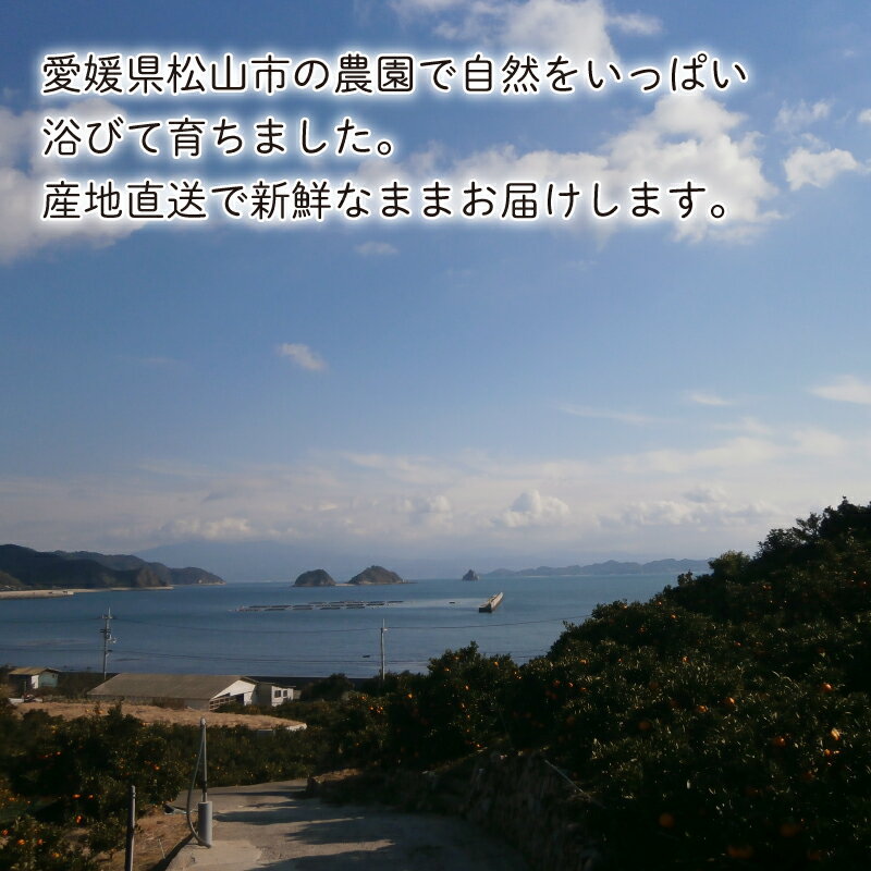 【ふるさと納税】 【先行予約】【2025年10月中旬から発送 】 温州みかん「 極早生 」 約3kg ＜ 秀品 ＞【 ギフトBOX 入り】