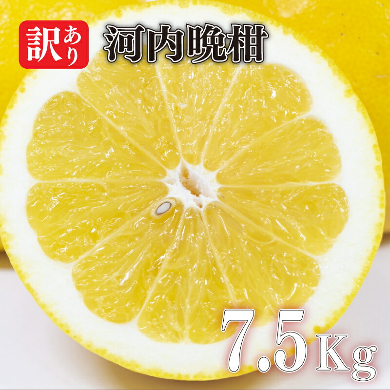 21位! 口コミ数「1件」評価「5」 【先行予約】 訳あり 河内晩柑 7.5kg 柑橘 みかん 訳あり 愛媛県 松山市