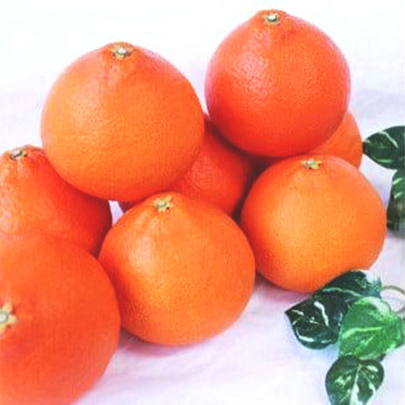 愛媛県松山市の画像2