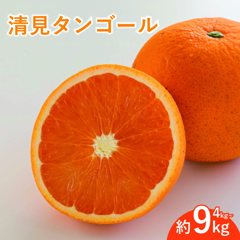 [先行予約3月下旬頃より発送予定] [訳あり] みかん 柑橘 清見タンゴール 約4kg/約9kg | 柑橘 みかん 果物 フルーツ おすすめ 人気 ジューシー オレンジ 果実 愛媛 松山 送料無料