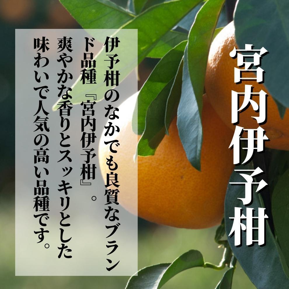 【ふるさと納税】宮内伊予柑 良品 約2.5kg ＜2024年2月から3月中旬頃発送＞ | 愛媛 みかん 先行予約 蜜柑 柑橘 果物 くだもの フルーツ お取り寄せ グルメ 期間限定 数量限定 人気 おすすめ 愛媛県 松山市