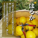 愛媛県松山市の画像2