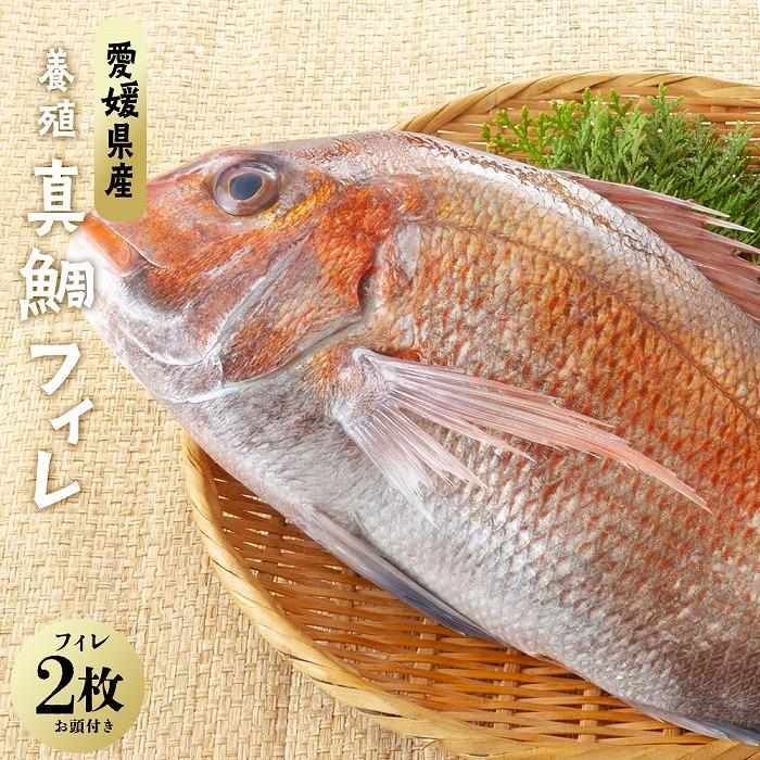 10位! 口コミ数「1件」評価「5」愛媛県産養殖真鯛フィレ2枚（お頭付き冷凍） | 愛媛県 愛媛 松山市 松山 納税 支援 返礼品 特産品 名産 お取り寄せグルメ お取り寄せ ･･･ 