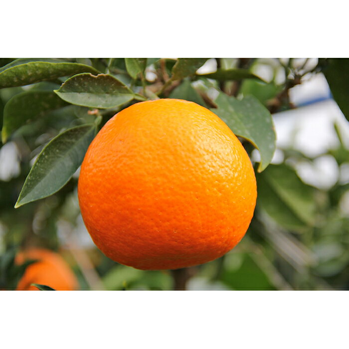 愛媛県松山市の画像2