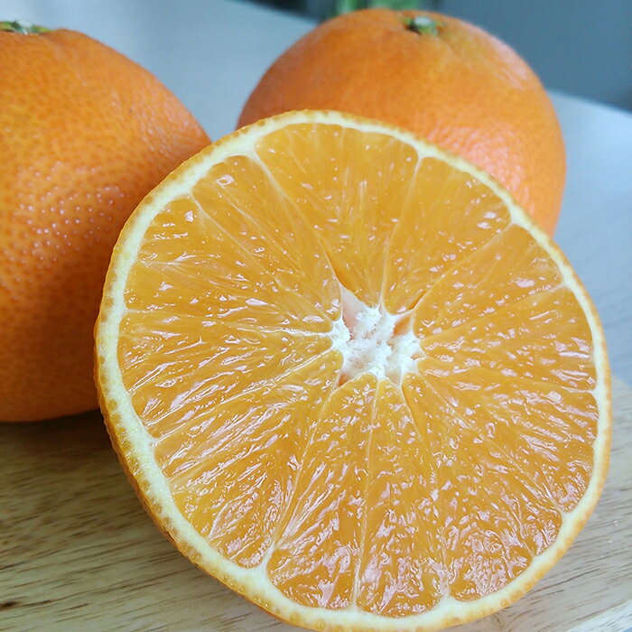 愛媛県松山市の画像3