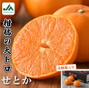 【ふるさと納税】【先行予約】愛媛県今治産 特選 せとか L〜3L 10玉〜15玉 国産 高級フルーツ 愛媛県産 みかん 柑橘 フルーツ 果物 大きい ギフト用 ...