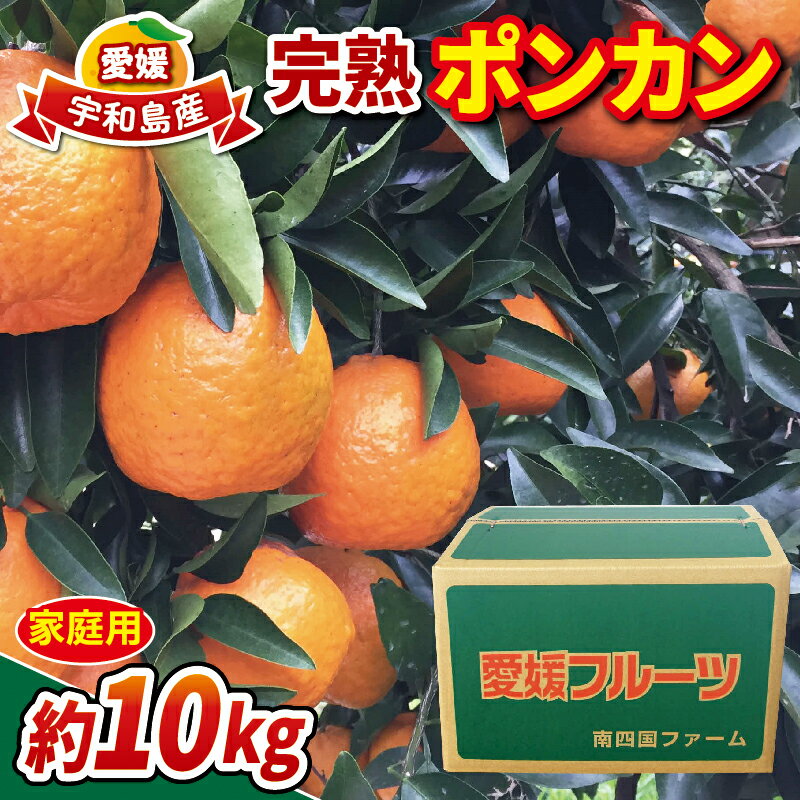 【ふるさと納税】 家庭用 完熟 ポンカン 約 10kg みかん 南四国ファーム ぽんかん ミカン 果物 フルーツ 柑橘 蜜柑 mikan くだもの かんきつ 美味しい 甘い 酸味 愛媛ミカン 愛媛みかん 愛媛県産 産直 お取り寄せ 数量限定 産地直送 農家直送 国産 愛媛 宇和島 B013-035004