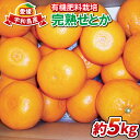 【ふるさと納税】 せとか 5kg 有機肥料栽培 完熟 ほんとのみかん清家農園 先行予約 高級柑橘 柑橘の 大トロ 果物 フルーツ 高級 ブランド 希少 甘い 美味しい 柑橘 みかん 蜜柑 愛媛ミカン 愛媛蜜柑 愛媛みかん 産地直送 農家直送 数量限定 国産 愛媛 宇和島 B018-040002
