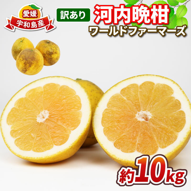 愛媛みかん 訳あり 河内晩柑 10kg ワールドファーマーズ 先行予約 わけあり 愛媛ミカン 愛媛蜜柑 mikan 訳アリ 晩柑 かわちばんかん 和製 グレープフルーツ 果物 フルーツ 柑橘 みかん 蜜柑 産地直送 農家直送 数量限定 国産 愛媛 宇和島