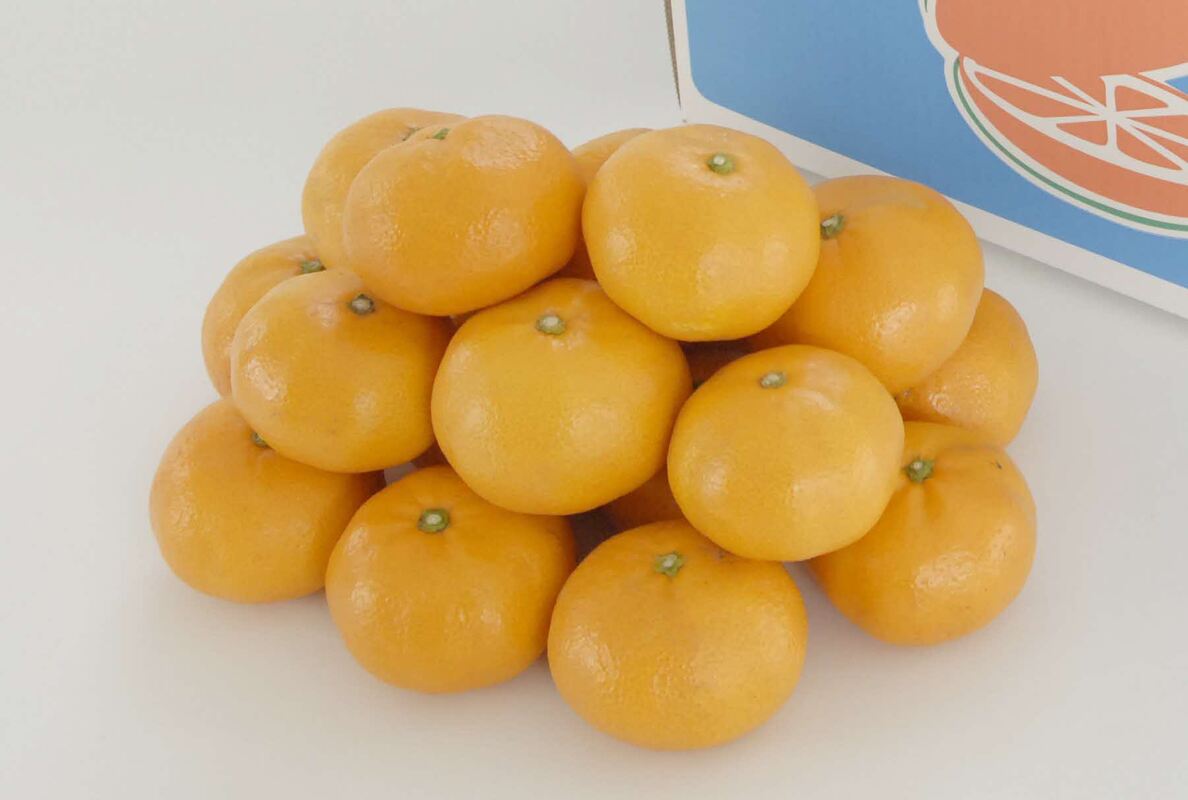 【ふるさと納税】 定期便 9回 南柑20号 5kg 伊予柑 ポンカン 計5kg 甘平 はるか 計5kg 清見 不知火 計5kg 甘夏 河内晩柑 計5kg ジュース 4本×3回 早生温州 5kg ヨシファーム 果物 フルーツ 柑橘 みかん 国産 愛媛 宇和島 B075-067001のサムネイル