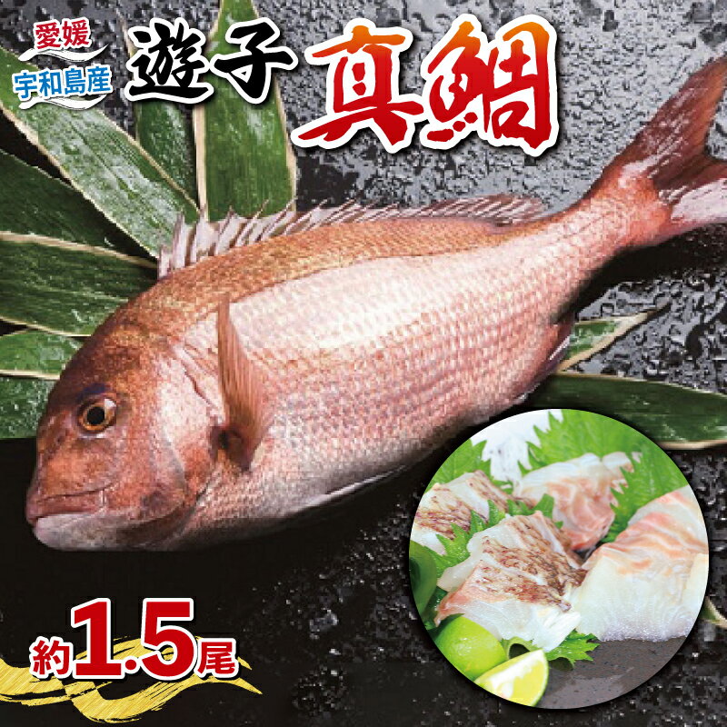 【ふるさと納税】 遊子 真鯛 セット 計 1.5kg 愛媛県漁...