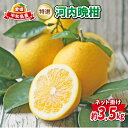 【ふるさと納税】 河内晩柑 3.5kg 特選 ネット掛け フレッシュつちやま 晩柑 かわちばんかん 和製 グレープフルーツ 贈答品 贈答用 ギフト プレゼント 高級 果物 フルーツ 柑橘 みかん 蜜柑 農家直送 産地直送 数量限定 国産 愛媛 宇和島 B010-096002