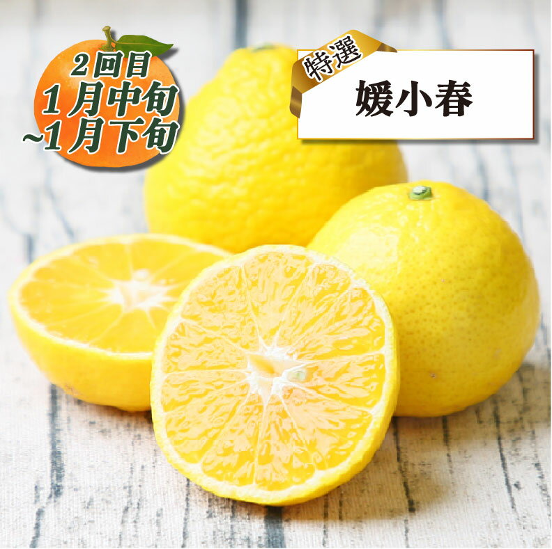 【ふるさと納税】 みかん定期便 特選 贈答用 旬 柑橘定期便 全3回 愛果28号 媛小春 おまかせ詰合せ フレッシュつちやま 愛媛みかん 愛媛蜜柑 愛媛ミカン みかん 愛媛産みかん 果物 くだもの フルーツ 柑橘 みかん 産地直送 数量限定 国産 愛媛 宇和島 B054-096023