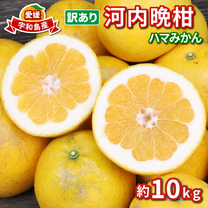 【ふるさと納税】 訳あり 河内晩柑 10kg 愛媛みかん ハマみかん 先行予約 晩柑 ばんかん かわちばんかん 和製 グレープフルーツ 果物 くだもの フルーツ...