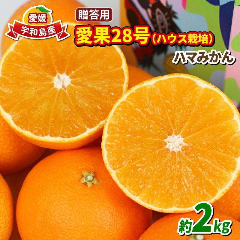 【ふるさと納税】 愛果28号 贈答用 2kg ハウス栽培 先行予約 ハマみかん ハウスみかん 果物 くだもの フルーツ 柑橘 みかん 高級 ブランド ゼリー プルプル 甘い 限定 品種 蜜柑 mikan 愛媛蜜柑 愛媛みかん 農家直送 産地直送 数量限定 国産 愛媛 宇和島 B018-075005